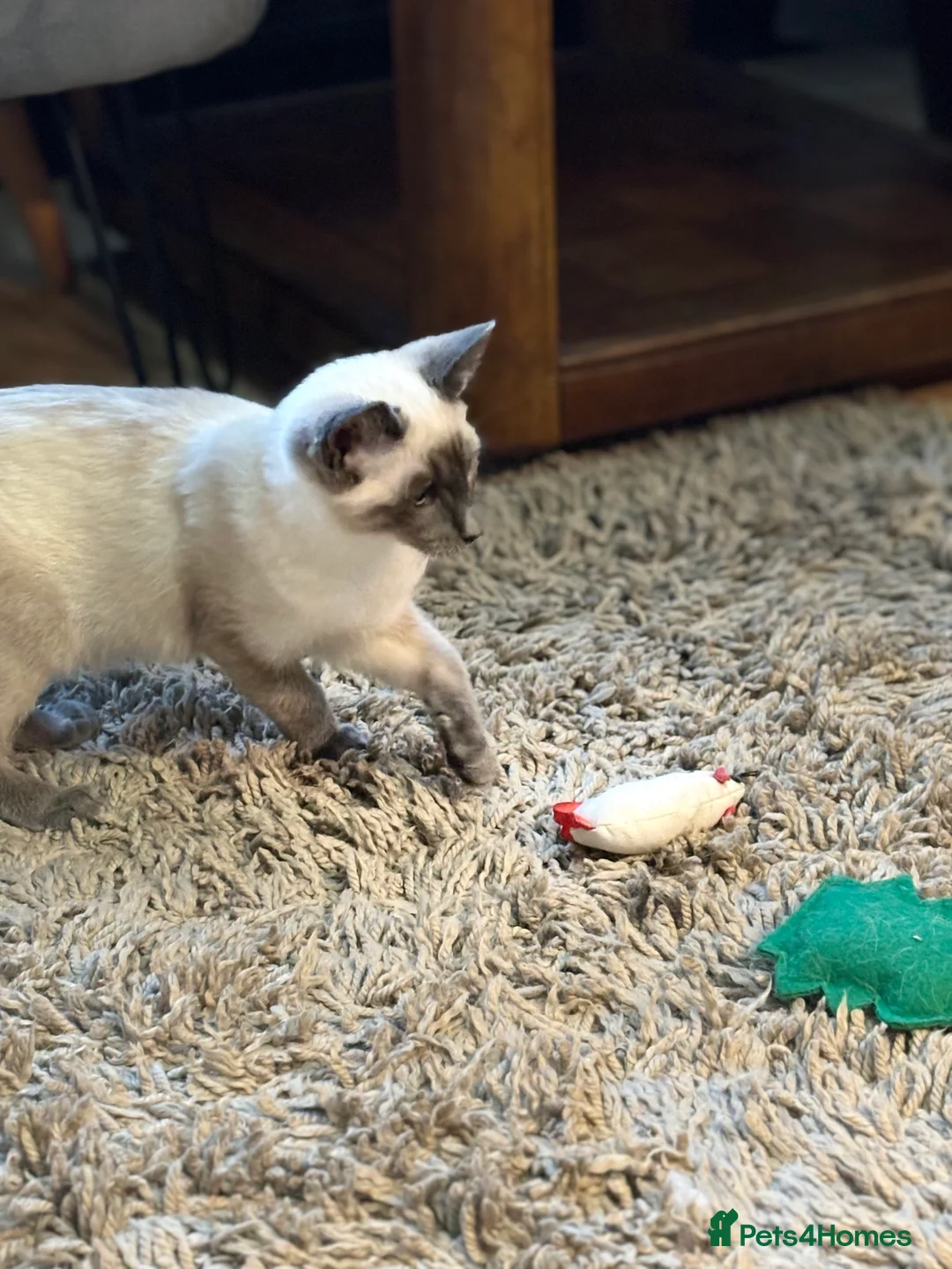 Siamese cats for sale: Blue point Siamese girl - Advert 4