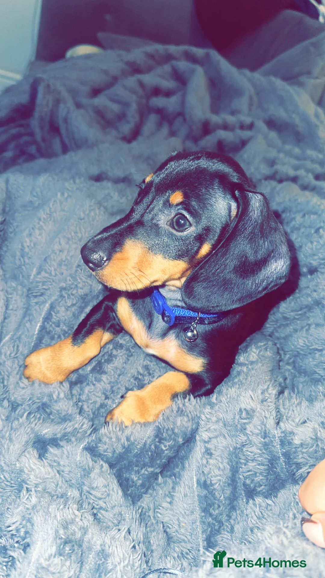 Miniature Dachshund dogs for sale: Mini dashound  - Advert 2