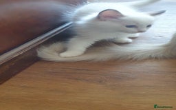 Ragdoll cats for sale: Beautiful GCCF lilac and Cream Point kittens - Image 20