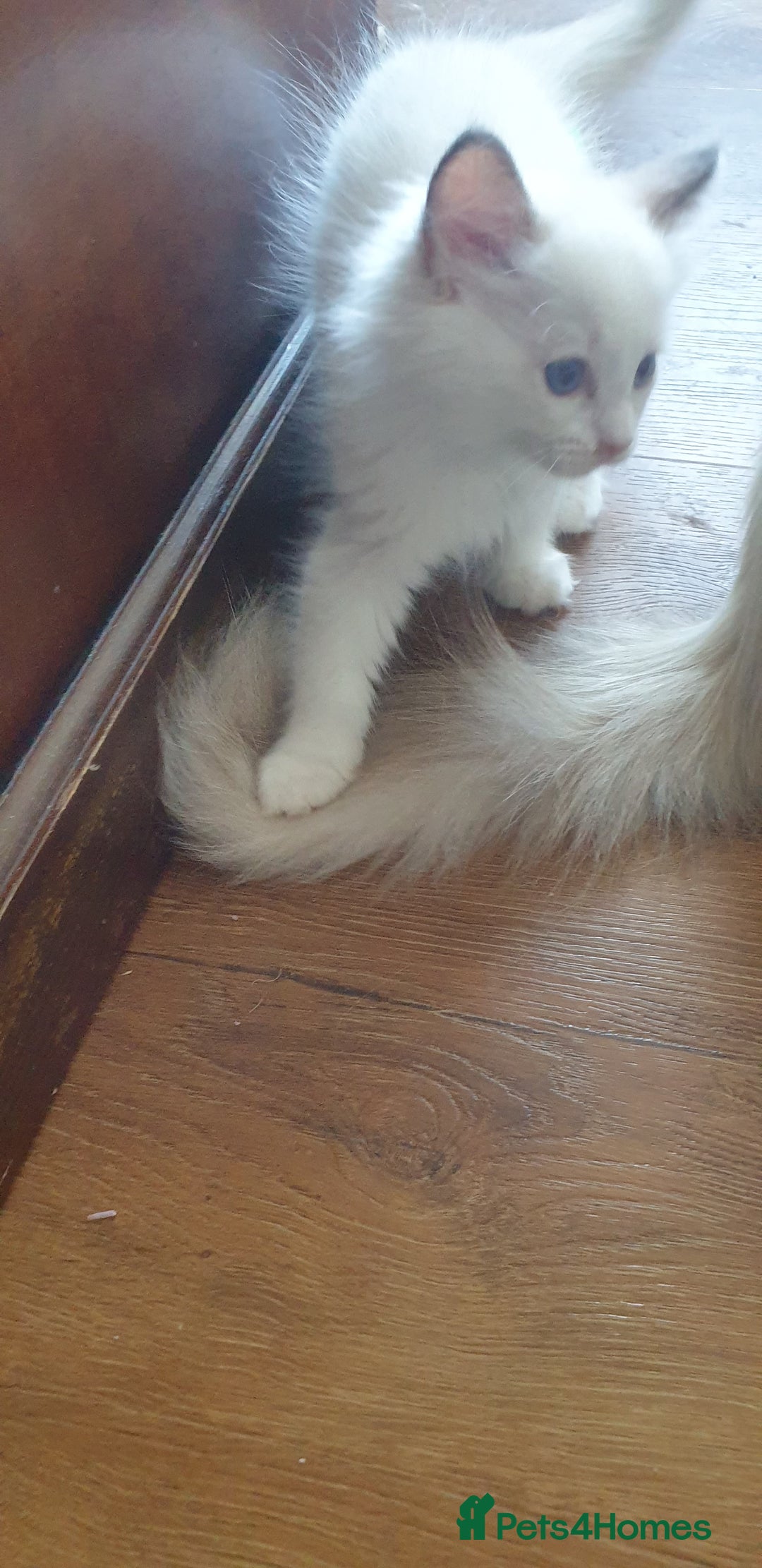 Ragdoll cats for sale: Beautiful GCCF lilac and Cream Point kittens - Image 20