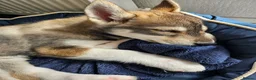 Siberian Husky dogs for sale: Siberian male Husky puppy  - Advert 4