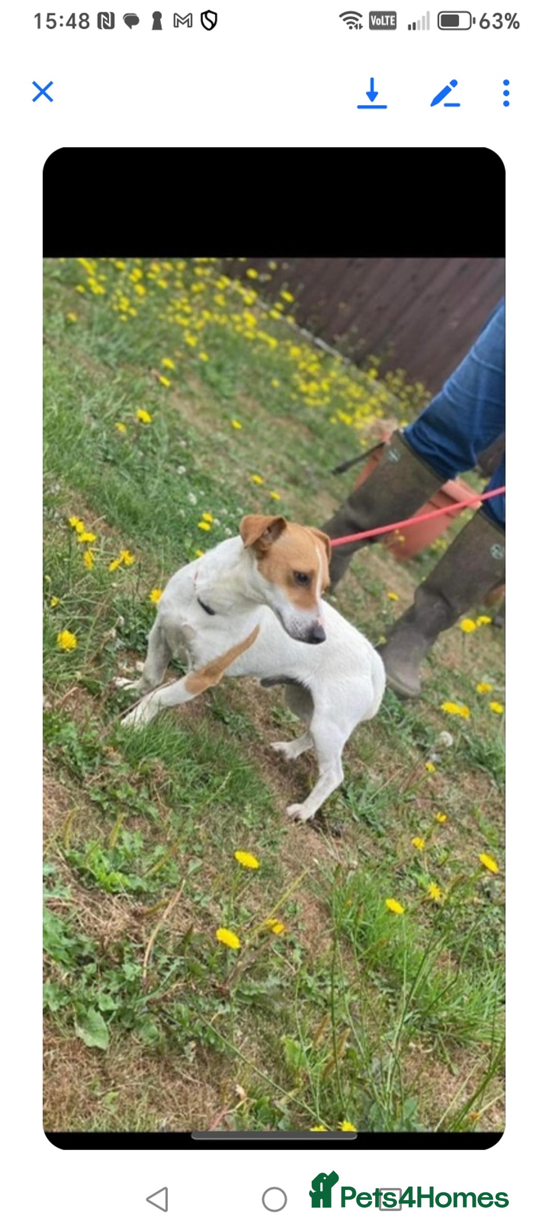 Mixed Breed dogs for sale: 3 Cockapoo x Jack Russell DNA clr Mum - Advert 25