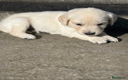 Golden Retriever dogs for sale: KC Registered Golden Retriever Puppies 🐾 - Image 6