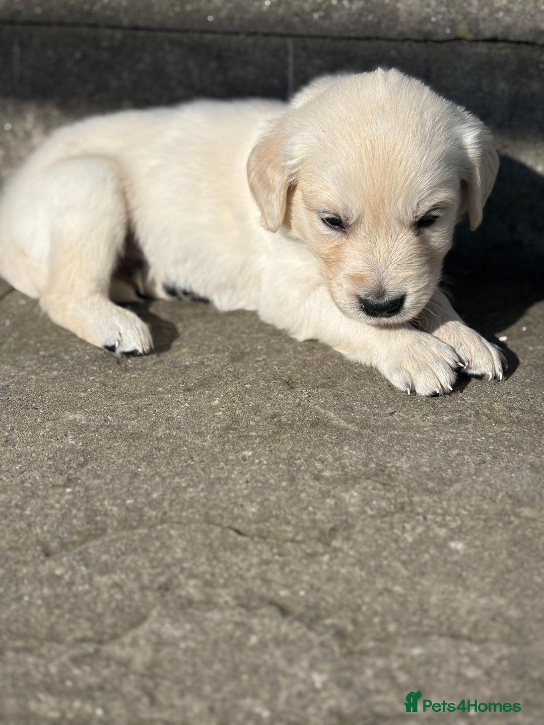 Golden Retriever dogs for sale: KC Registered Golden Retriever Puppies 🐾 - Image 6