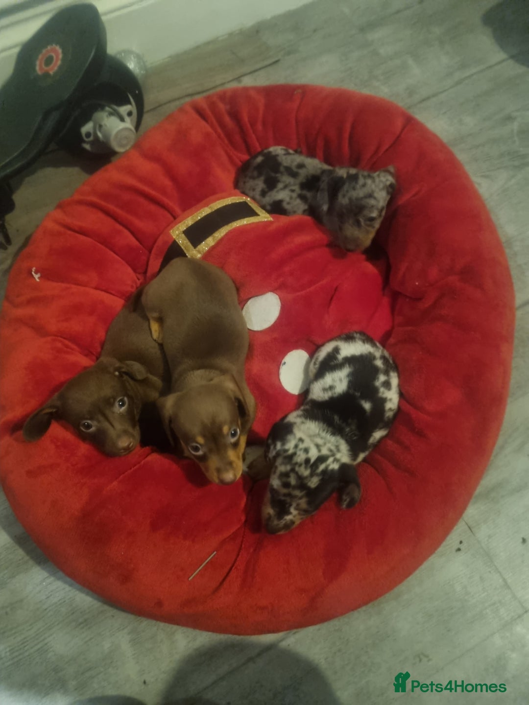 Miniature Dachshund dogs for sale: Miniature Dachshund  - Advert 27