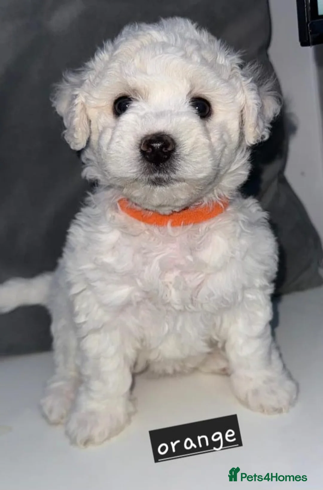 Bichon Frise dogs for sale: Bichon Frise READY TO LEAVE  - Advert 1