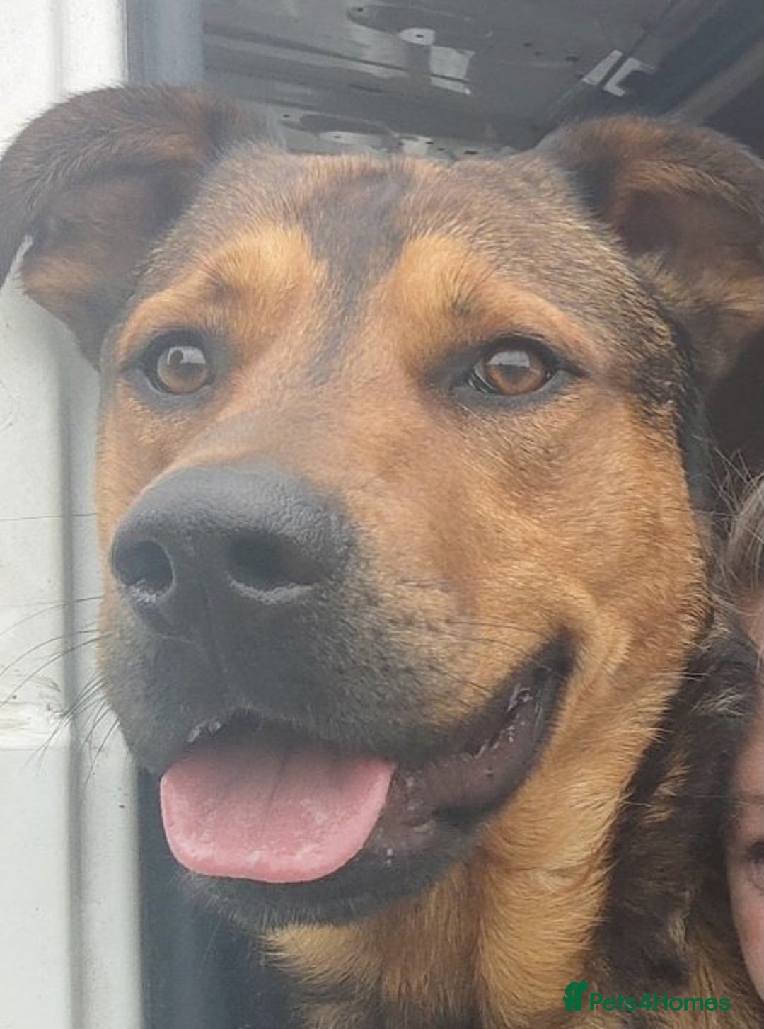 Mixed Breed dogs for sale: URGENT HOME NEEDED BY 03 JAN 2026 - Advert 1