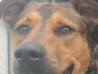 Mixed Breed dogs URGENT HOME NEEDED BY 03 JAN 2026 - Advert 2