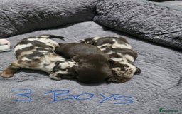 Miniature Dachshund dogs for sale: Stunning Miniture Dachshund pups for sale - Advert 17