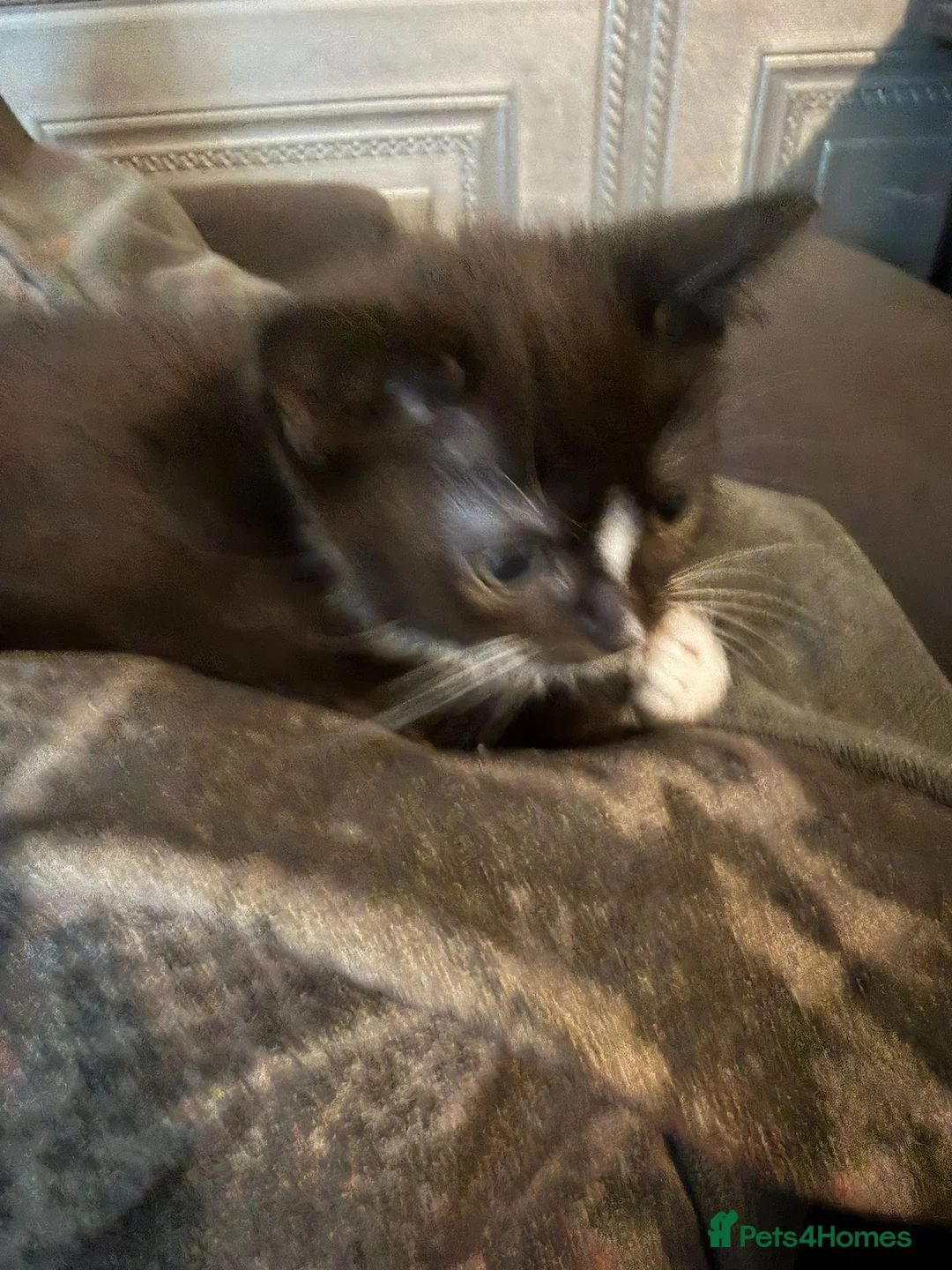 Mixed Breed cats for sale: Female kitten  - Advert 2