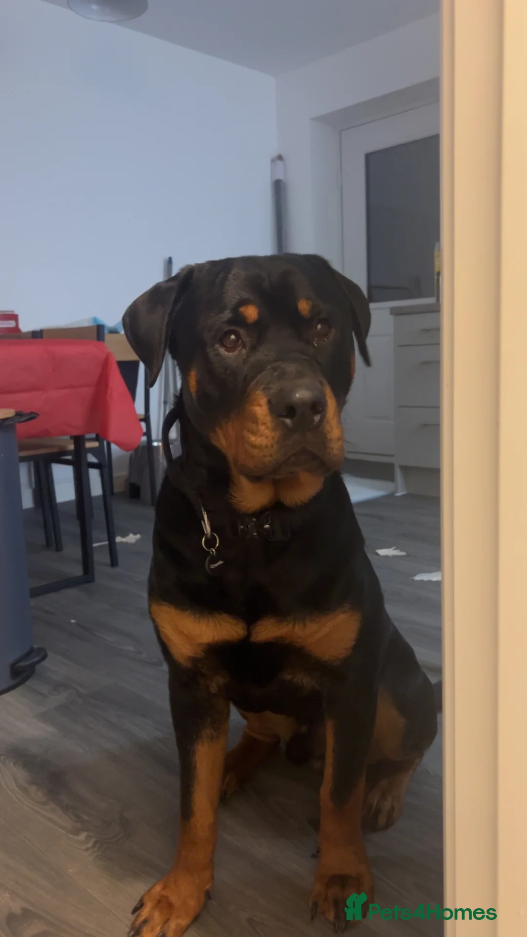 Rottweiler dogs for sale: Rocky - Advert 6