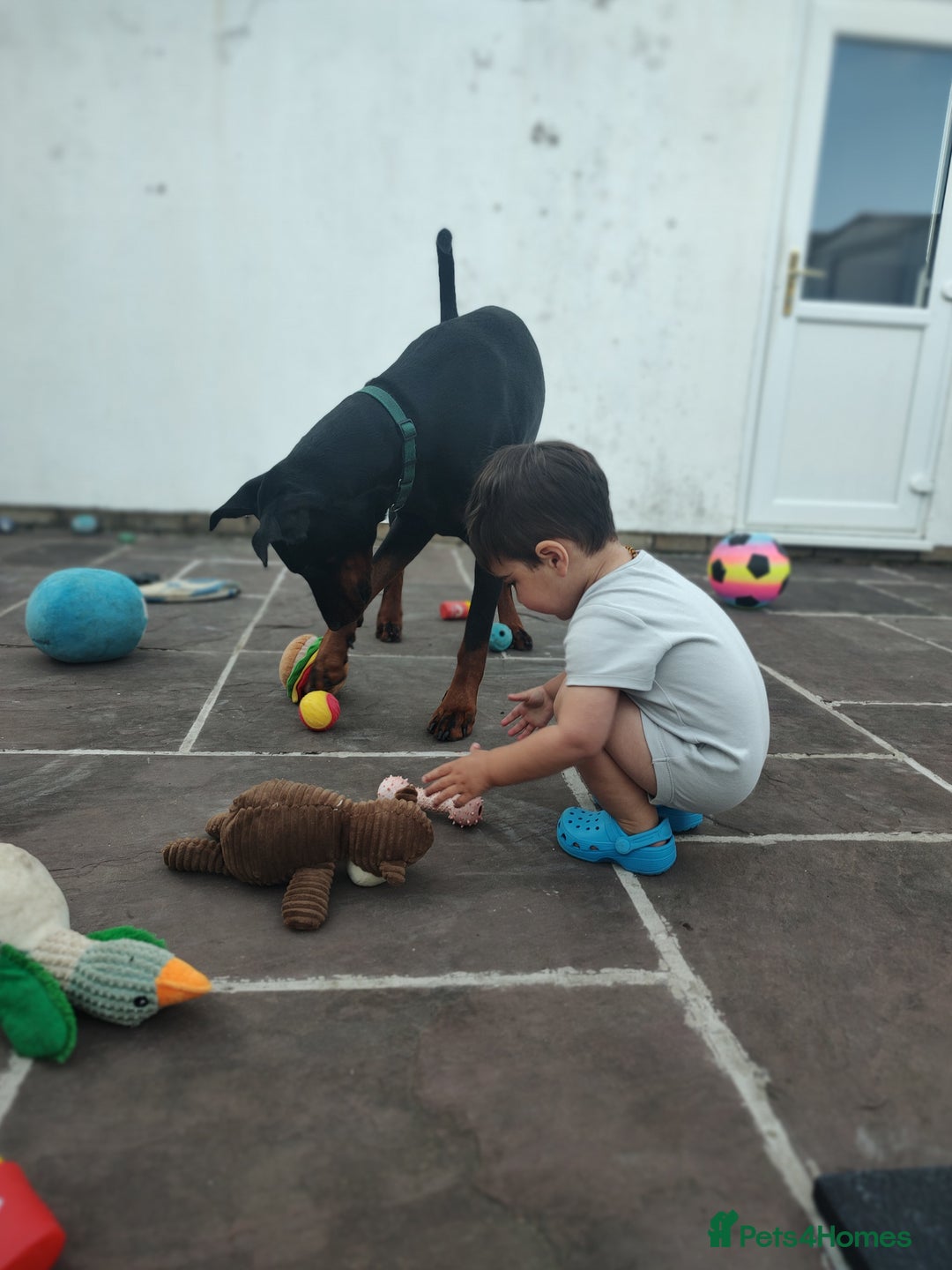 Dobermann dogs for sale: 4 year old Male Doberman looking for forever home - Image 15