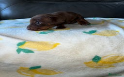 Miniature Dachshund dogs for sale: Blue eyed miniature dachshund puppies - Image 9