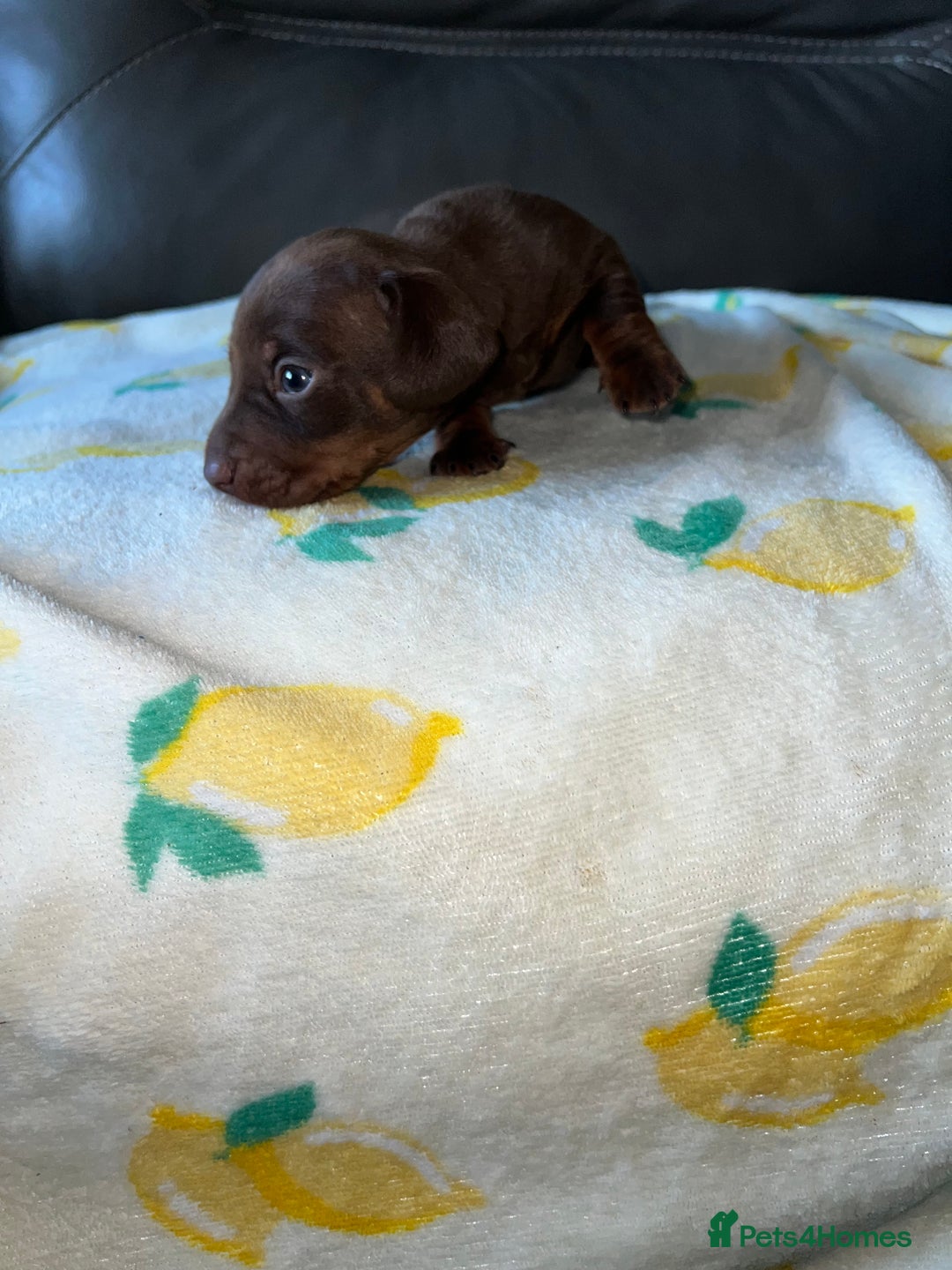 Miniature Dachshund dogs for sale: Blue eyed miniature dachshund puppies - Image 9