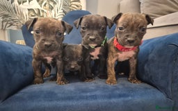 Mixed Breed dogs for sale: Mum-STAFF DAD-CANECORSO - Image 10