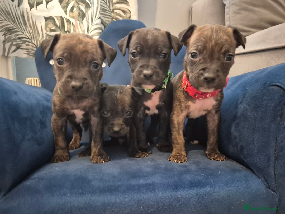 Mixed Breed dogs for sale: Mum-STAFF DAD-CANECORSO - Image 10