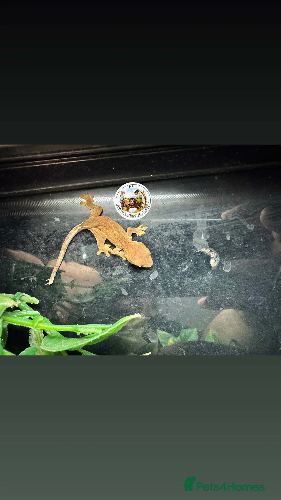 Gecko reptiles for sale: Lizards for rehome  - lot to choose from  in Nottingham - Advert 7