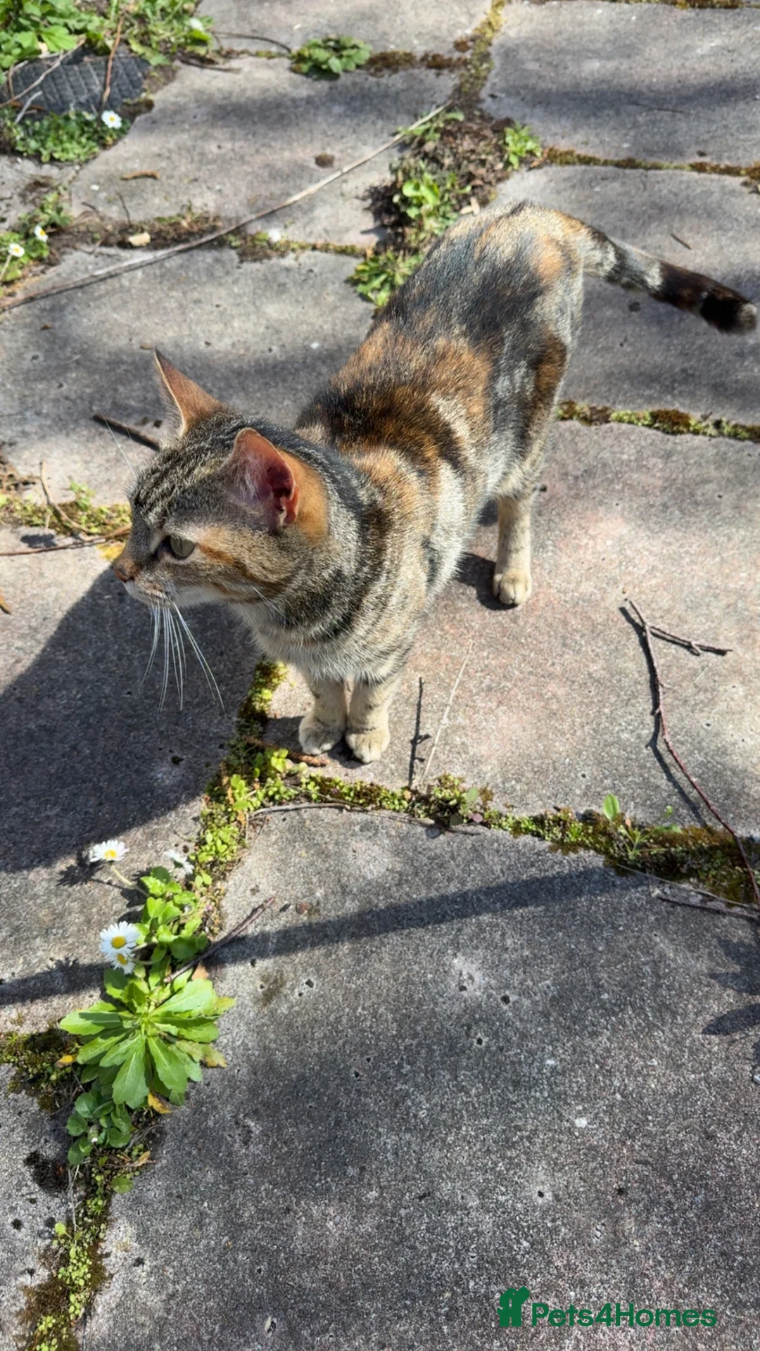 Mixed Breed cats for sale: Cat needs a new home - Advert 2