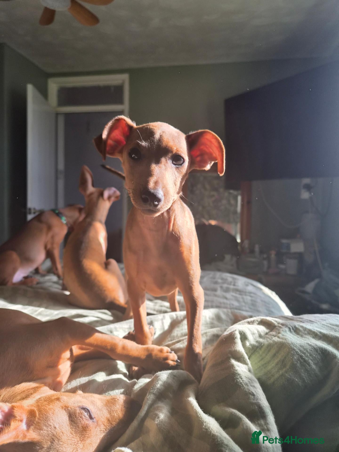 Miniature Pinscher dogs for sale: Adorable miniature pinscher puppies  - Advert 1