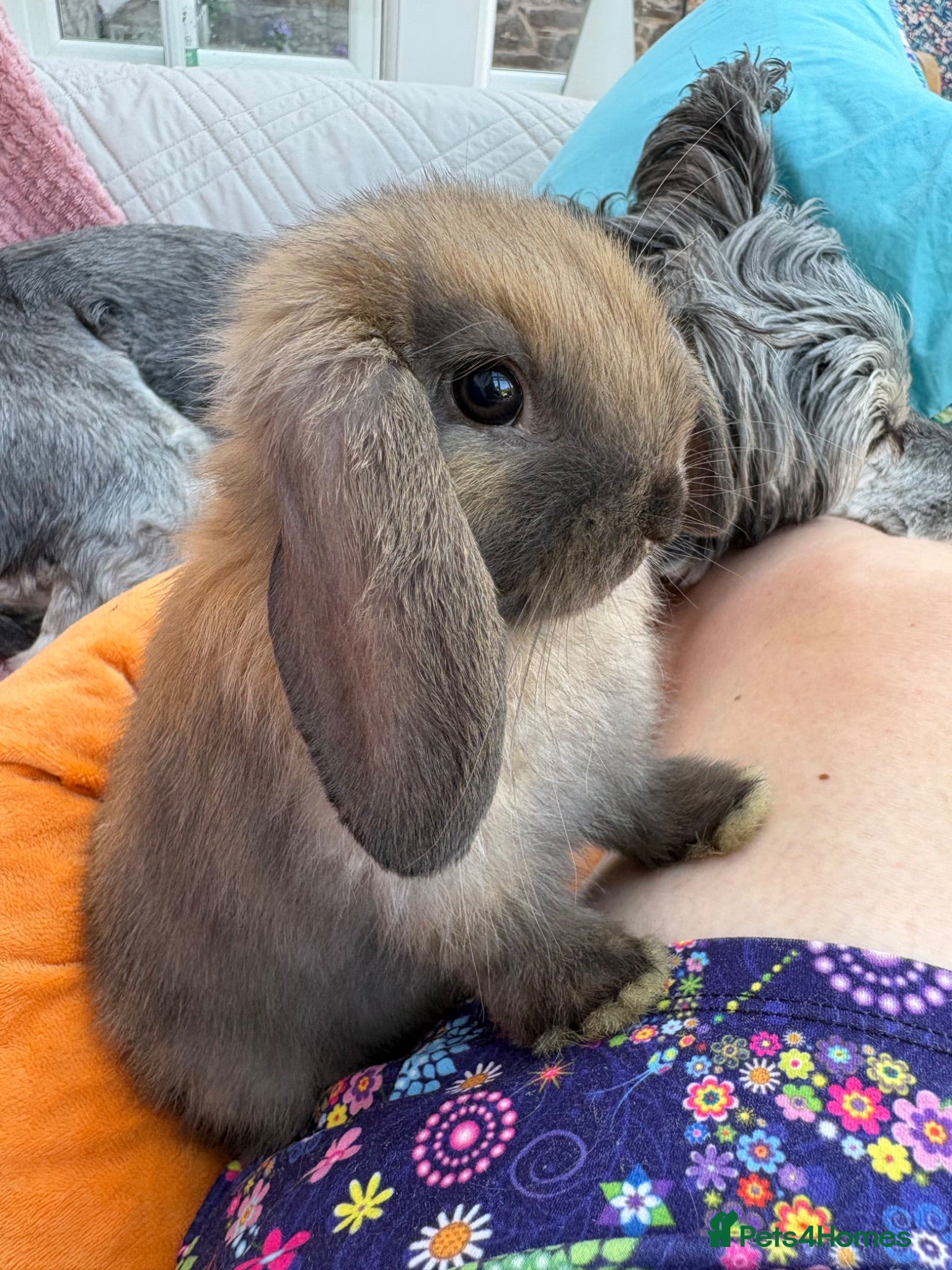 Mini Lop rabbits Mini lops-raised indoors-vaccinated  - Advert 2
