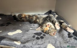 American Shorthair cats for sale: Kitten needs a new home  - Image 1