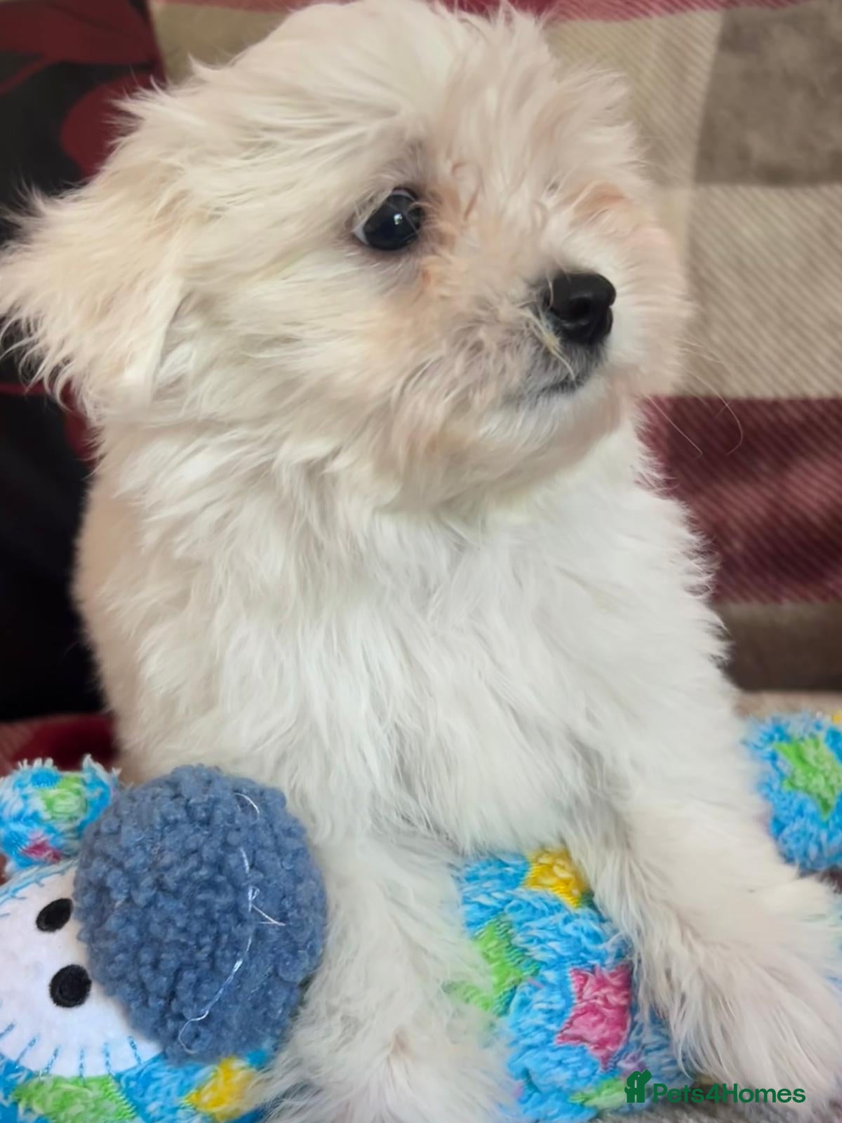 Mixed Breed dogs shichon x maltese puppies for sale  - Advert 5