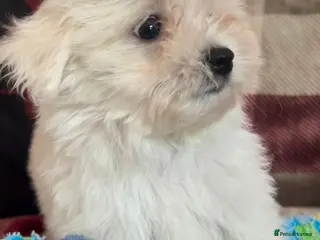 Mixed Breed dogs shichon x maltese puppies for sale - Advert 5