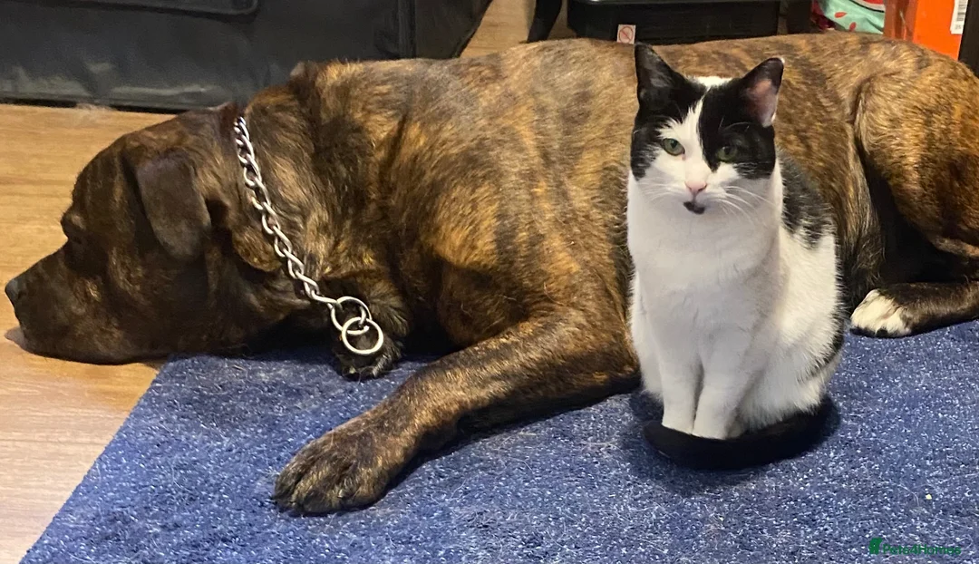 Mixed Breed cats for sale: Leah and Spotty - Advert 2