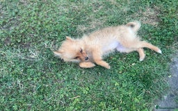 German Spitz dogs for sale: 4x Beautiful German Spitz Pomeranian Puppies  - Image 20