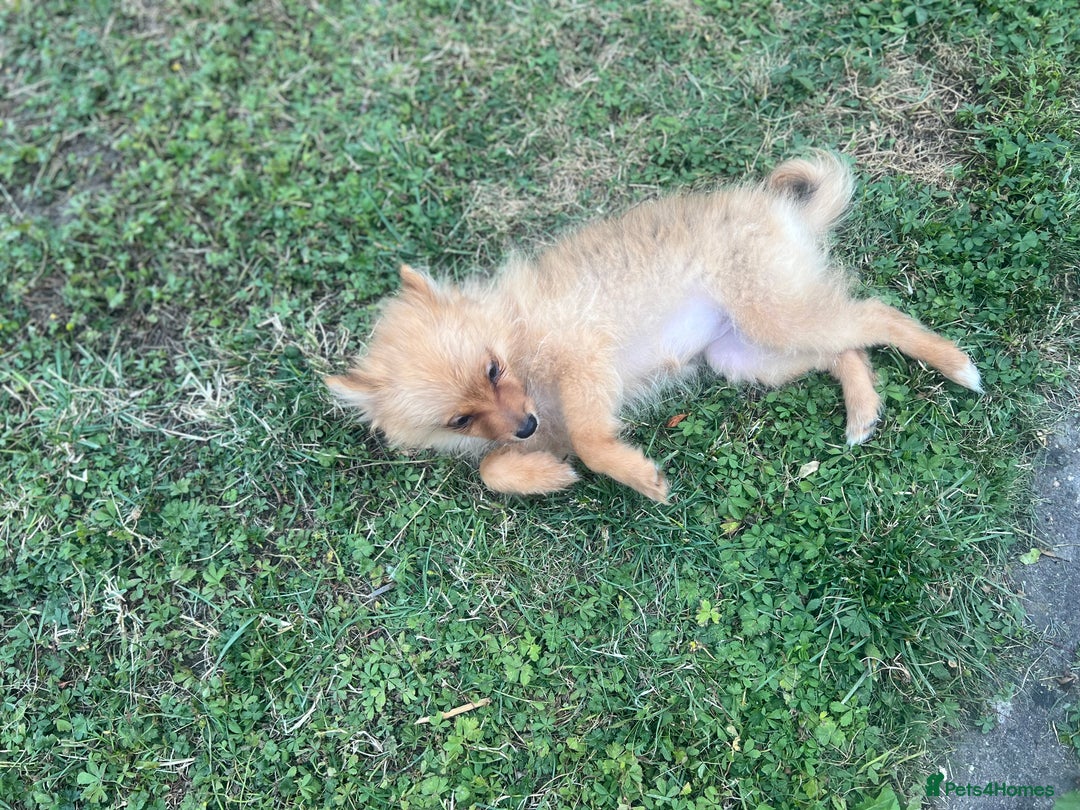 German Spitz dogs for sale: 4x Beautiful German Spitz Pomeranian Puppies  - Image 20