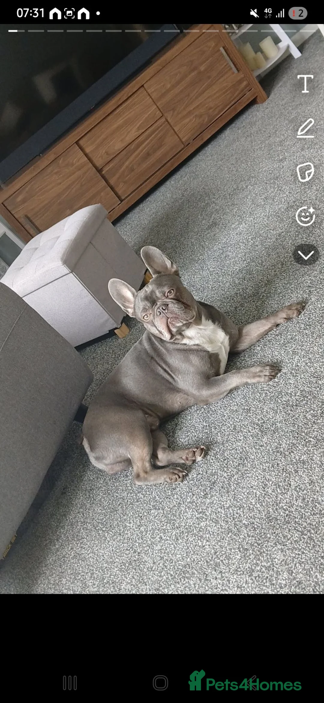 French Bulldog dogs for stud: blue frenchie  in Nottingham - Advert 1
