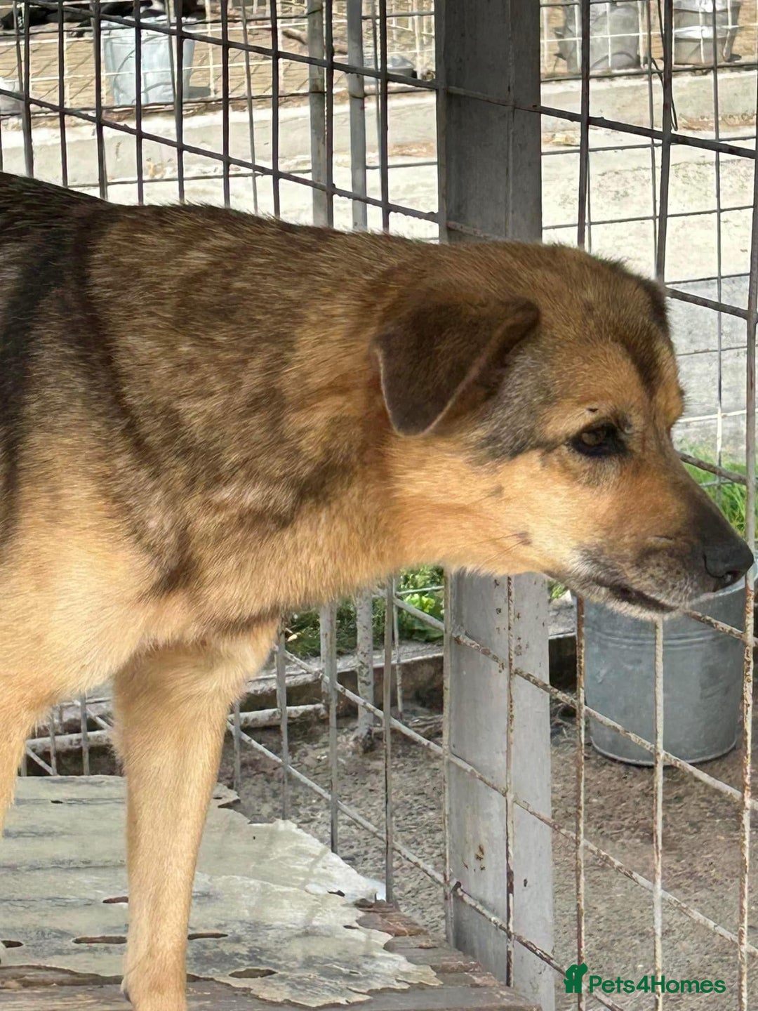 Mixed Breed dogs for adoption: Einstein - Norwich Norfolk  in Norwich - Image 20