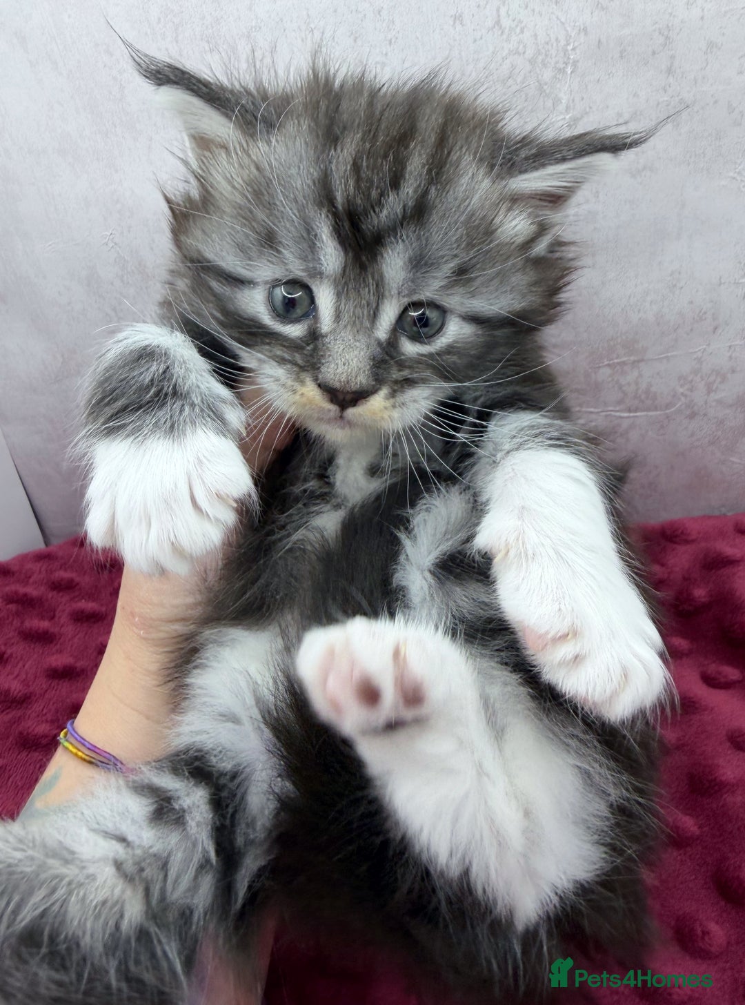 Maine Coon cats for sale: Maine Coon kittens Tica Reg.  - Advert 5