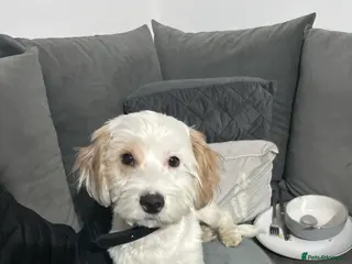 Mixed Breed dogs Puppy - Advert 2