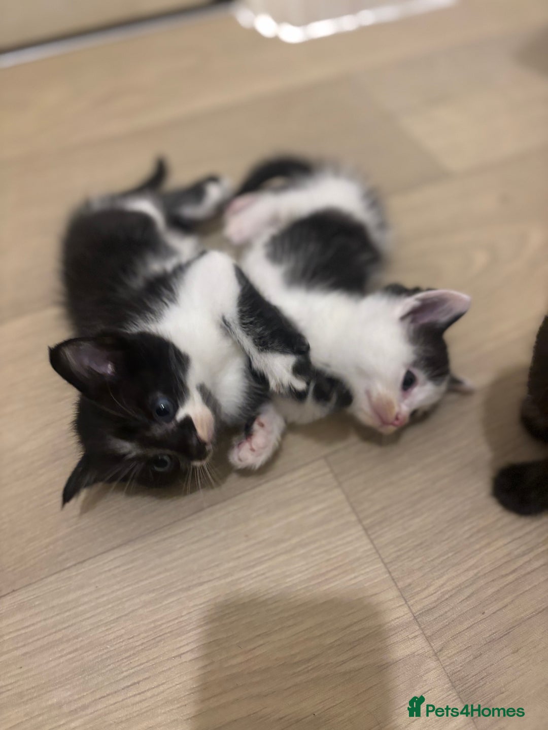 British Shorthair cats for sale: Kittens for sale  - Image 4