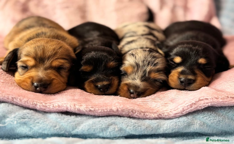 Miniature Dachshund dogs - Advert 1