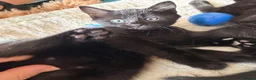 Persian cats for sale: Persian cross Kittens looking for Loving Homes 🐾 - Advert 3