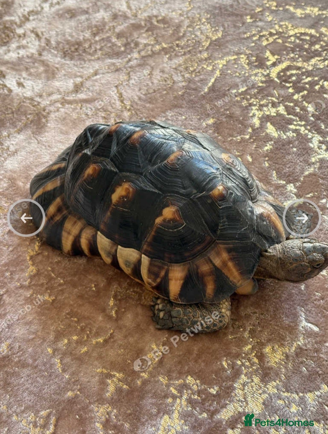 Tortoise reptiles  Marginated   tortoise  - Advert 7