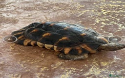 Tortoise reptiles for sale: Spur thighed tortoise  - Image 1
