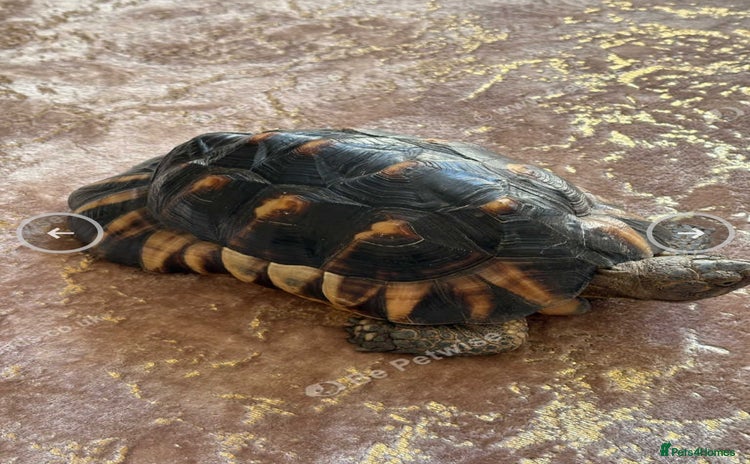 Tortoise reptiles - Advert 5