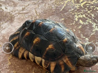 Tortoise reptiles - Advert 3