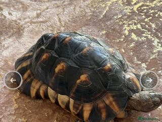 Tortoise reptiles Marginated tortoise - Advert 21