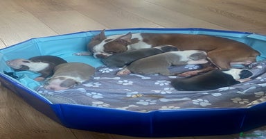 Boston Terrier dogs - Advert 1