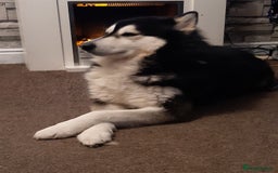 Alaskan Malamute dogs for stud: For stud alaskan malamute  - Image 9