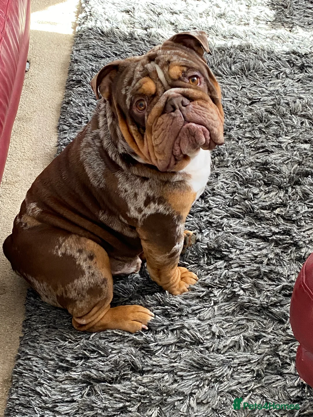 English Bulldog dogs for stud: 💙🍫FRANK🍫💙 in Southampton - Advert 21