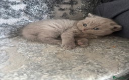 British Shorthair cats for sale: British Shorthair Girl - Image 7