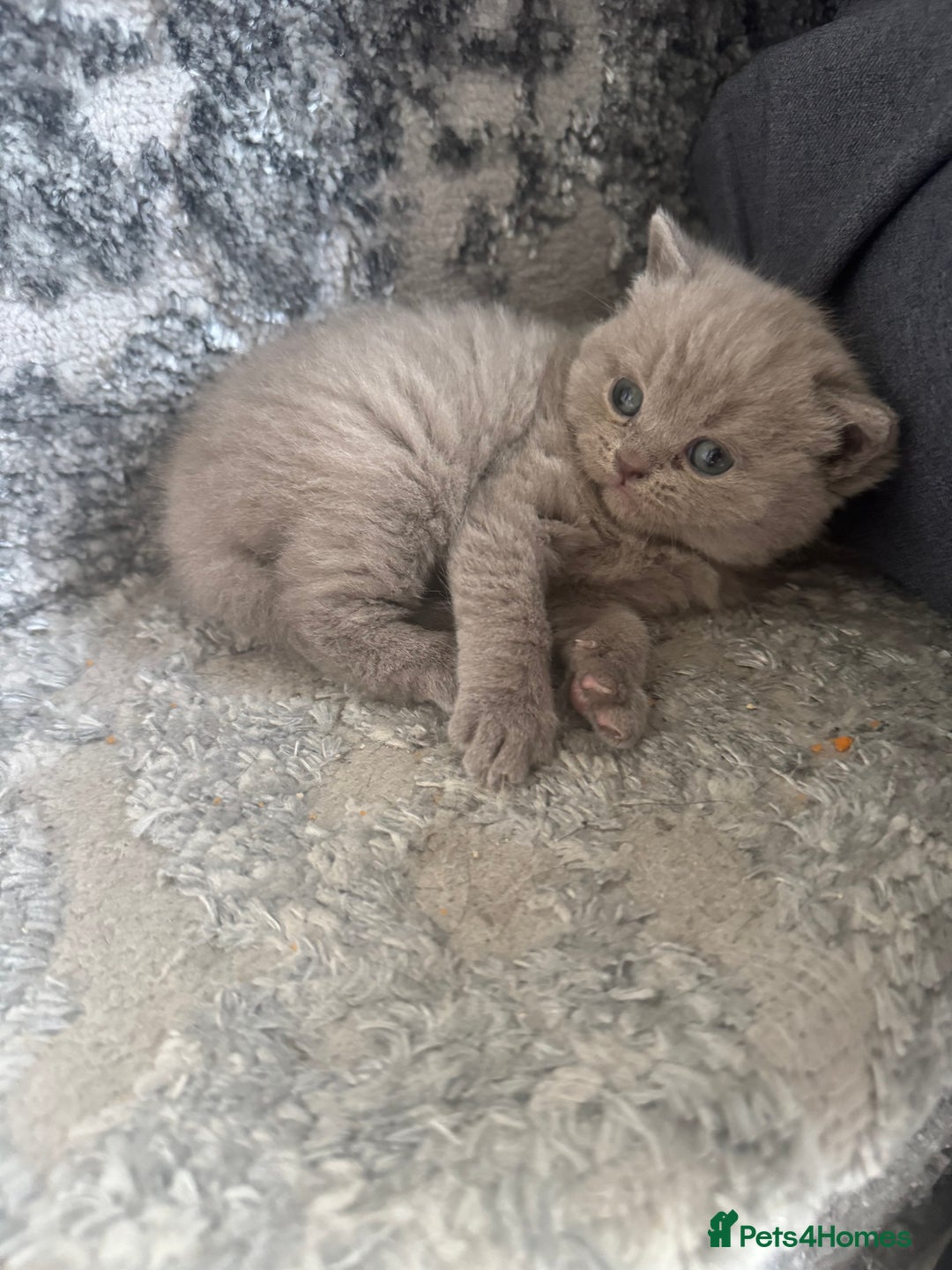 British Shorthair cats for sale: British Shorthair Girl - Image 7