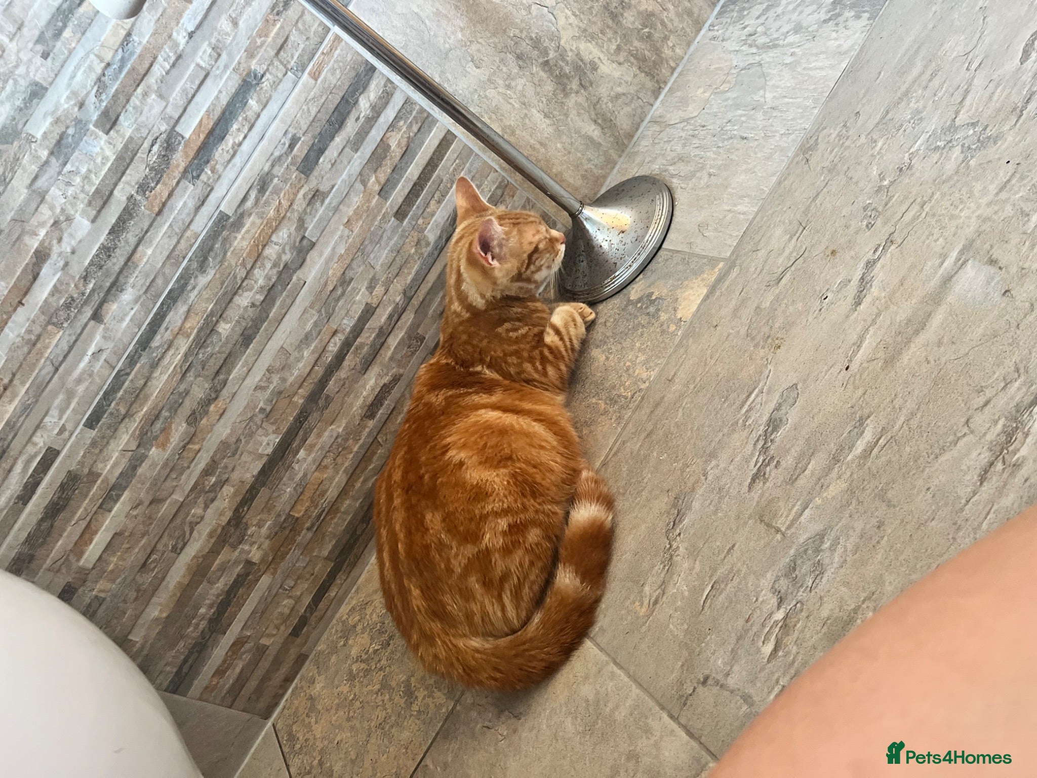 Mixed Breed cats Gorgeous Ginger mixed breed kittens.  - Advert 3