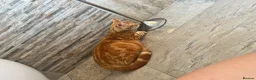 Mixed Breed cats for sale: Gorgeous Ginger mixed breed kittens.  in Salisbury - Advert 1