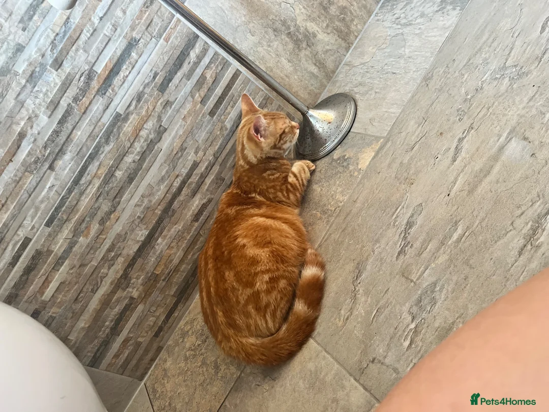 Mixed Breed cats for sale: Gorgeous Ginger mixed breed kittens.  in Salisbury - Advert 1